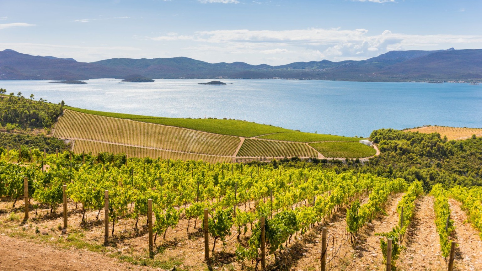 Wijngaarden aan de Dalmatische kust.