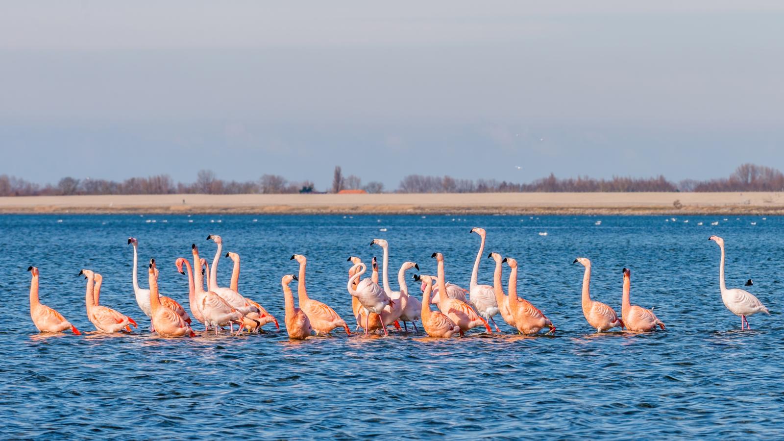 Groep flamingo’s in ondiep water in het Grevelingenmeer, Zeeland.