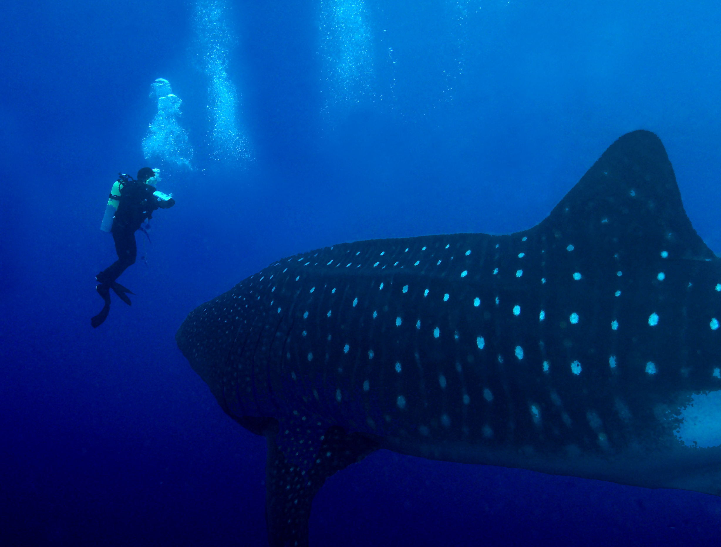 duiker zwemt met een walvishaai bij de Galapagoseilanden in Ecuador.