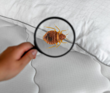 Bedwants onder een vergrootglas op een matras