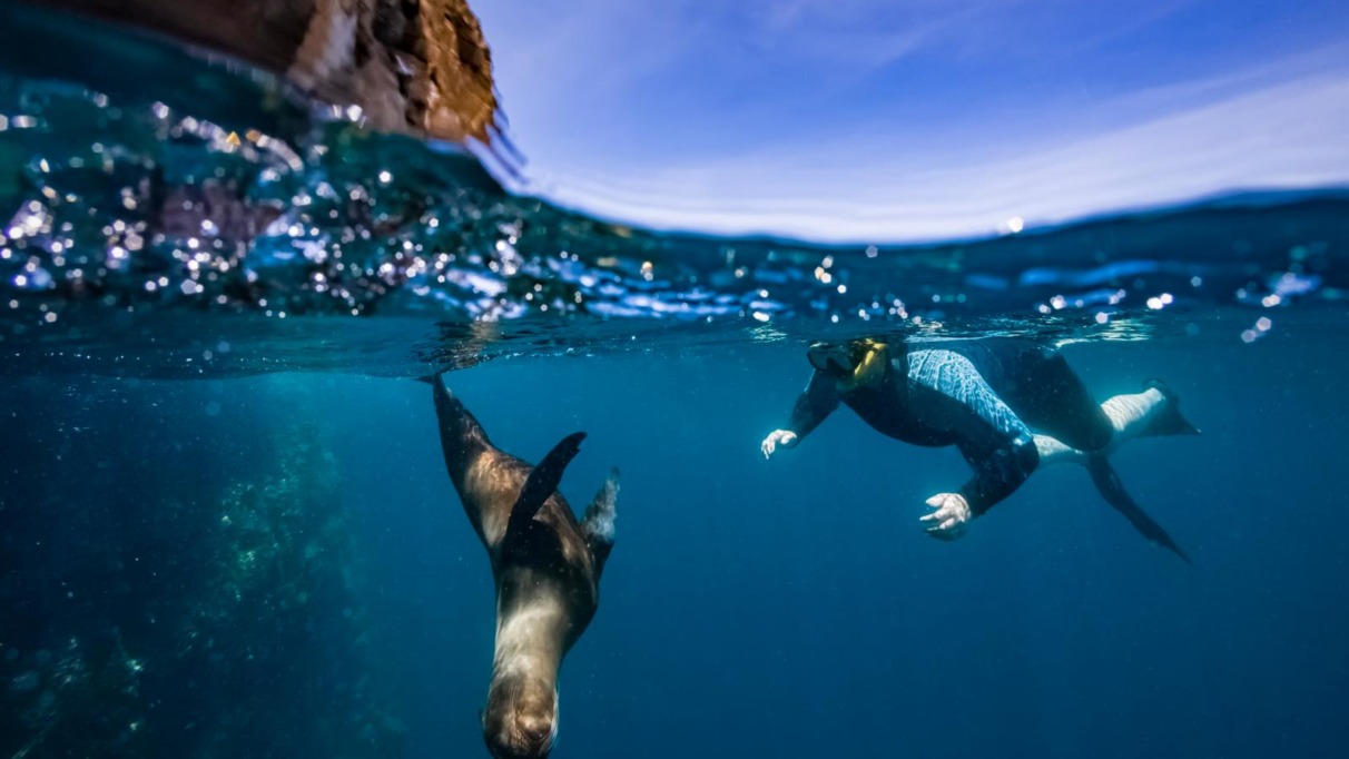 Snorkelaar zwemt met een zeeleeuw bij de Galapagoseilanden in Ecuador.
