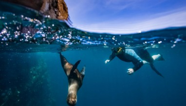 Snorkelaar zwemt met een zeeleeuw bij de Galapagoseilanden in Ecuador.