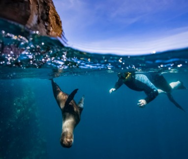 Snorkelaar zwemt met een zeeleeuw bij de Galapagoseilanden in Ecuador.