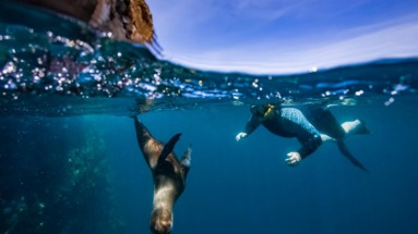 Snorkelaar zwemt met een zeeleeuw bij de Galapagoseilanden in Ecuador.