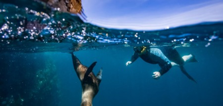 Snorkelaar zwemt met een zeeleeuw bij de Galapagoseilanden in Ecuador.