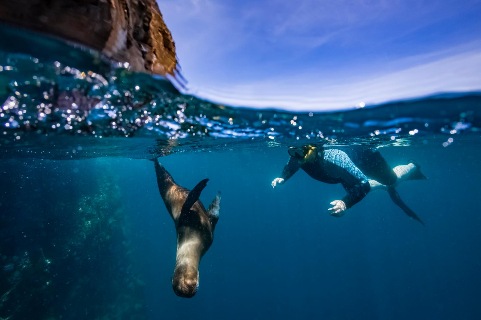Snorkelaar zwemt met een zeeleeuw bij de Galapagoseilanden in Ecuador.