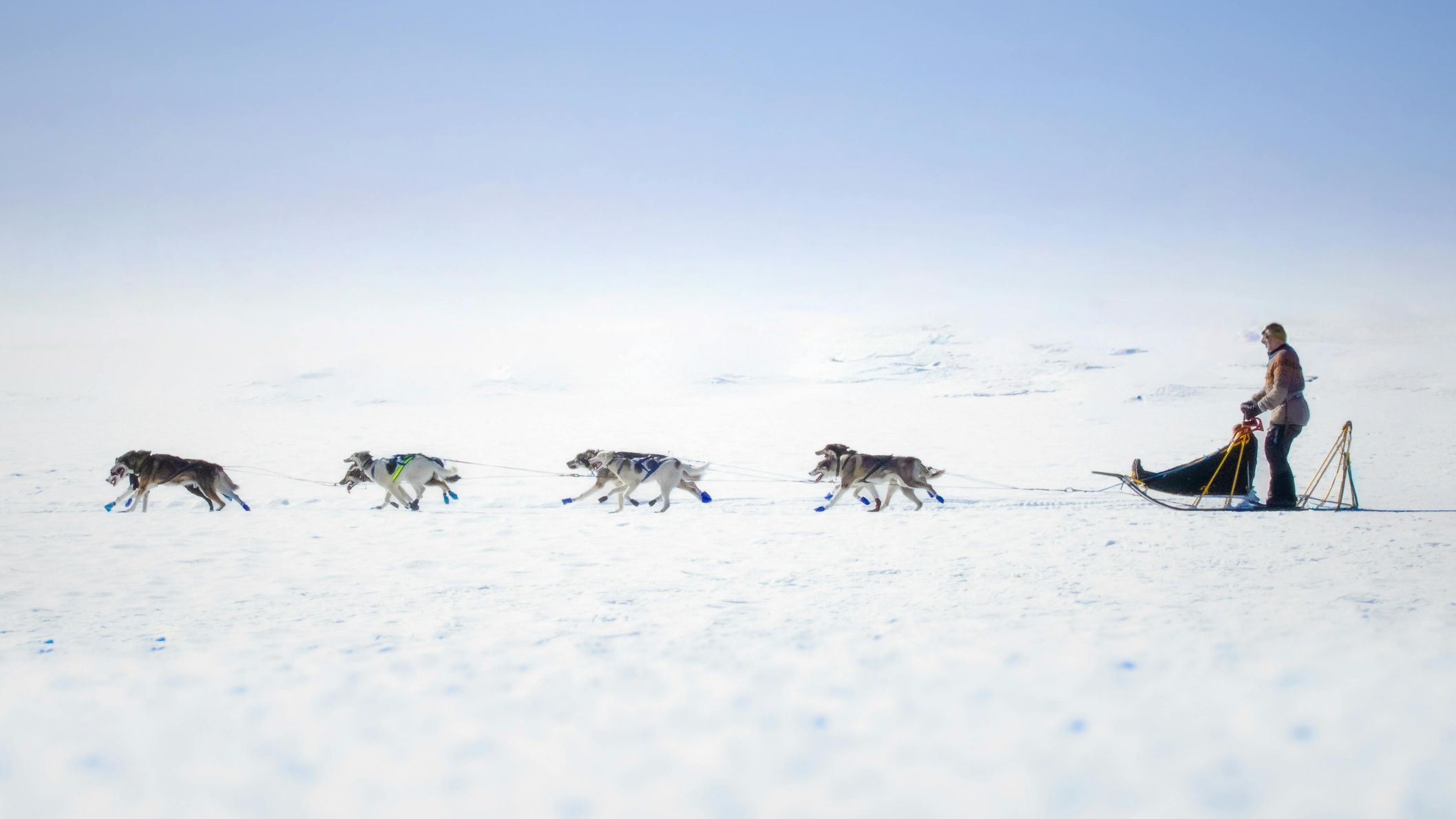 Mushers met hondenslee en sledehonden op het besneeuwde ijs van Oost-Groenland.