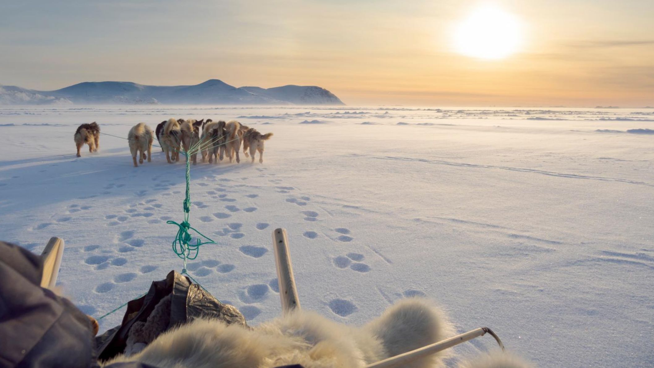 Hondenslee met sledehonden op het besneeuwde landschap van Groenland bij zonsondergang.