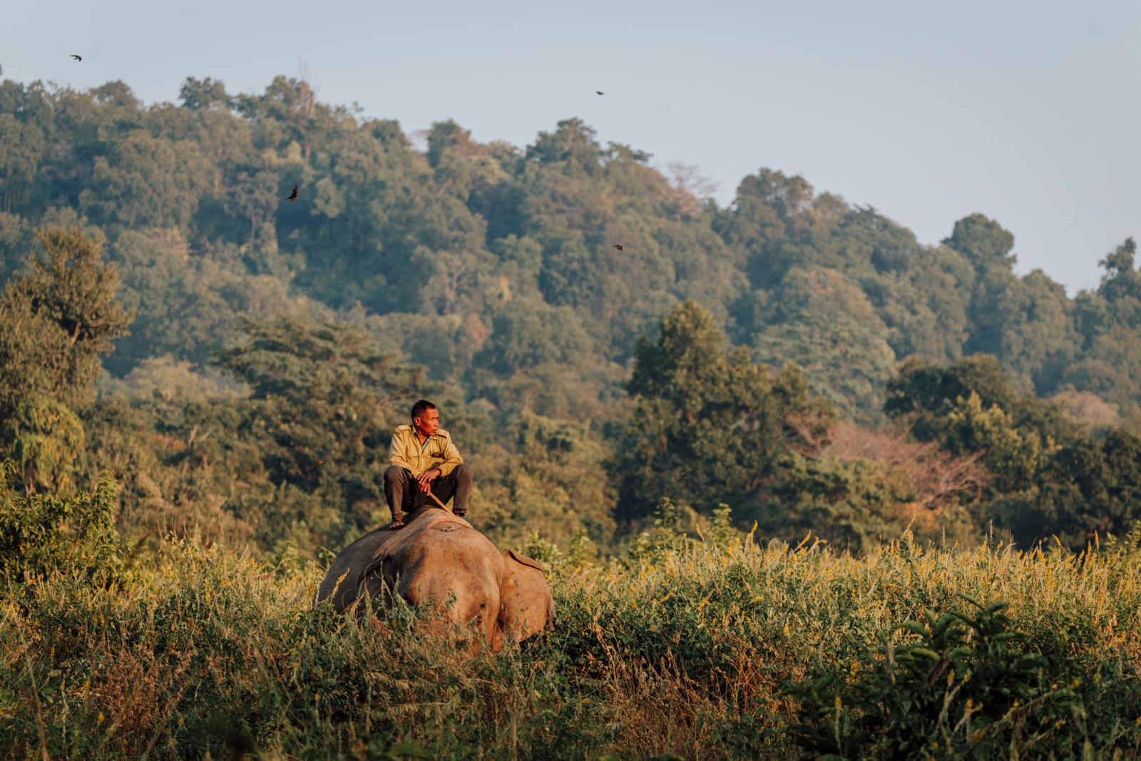 Mahout op een olifant tijdens een safari in Jim Corbett National Park in India