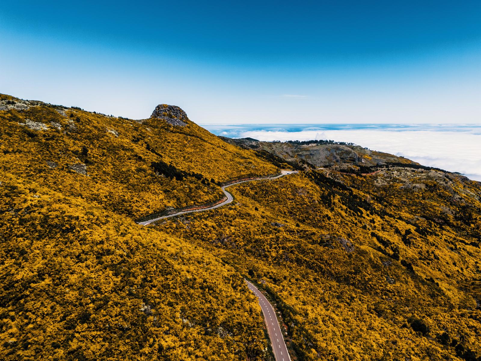 Slingerende bergweg bij Pico do Arieiro op Madeira tussen geel bloeiende hellingen.