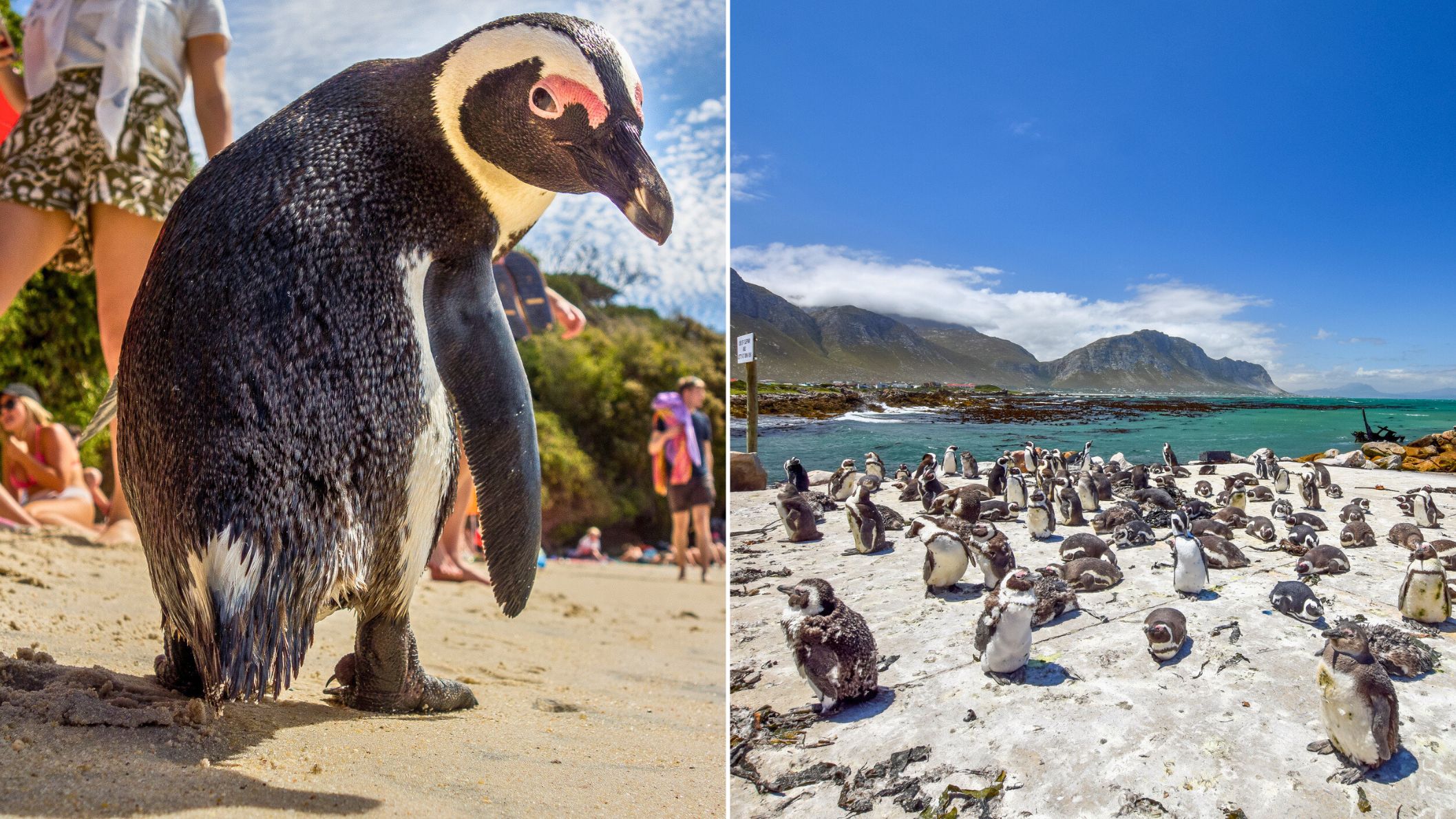 De mooiste stranden ter wereld volgens Tripadvisor: Boulders Beach. Ons alternatief: Betty's Bay.