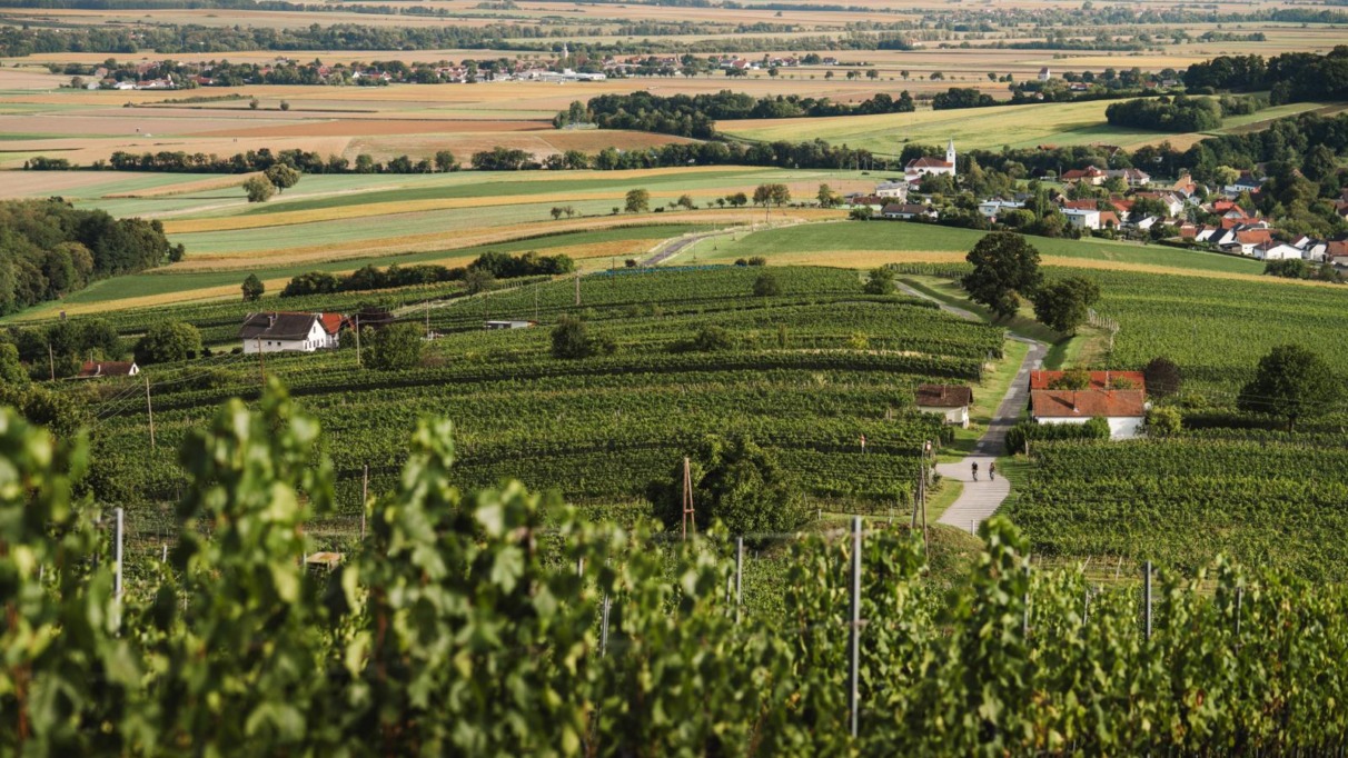 Uitzicht over de wijnvelden in Burgenland, Oostenrijk