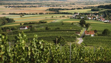Uitzicht over de wijnvelden in Burgenland, Oostenrijk