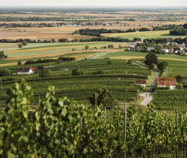 Uitzicht over de wijnvelden in Burgenland, Oostenrijk
