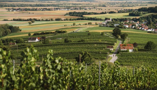 Uitzicht over de wijnvelden in Burgenland, Oostenrijk