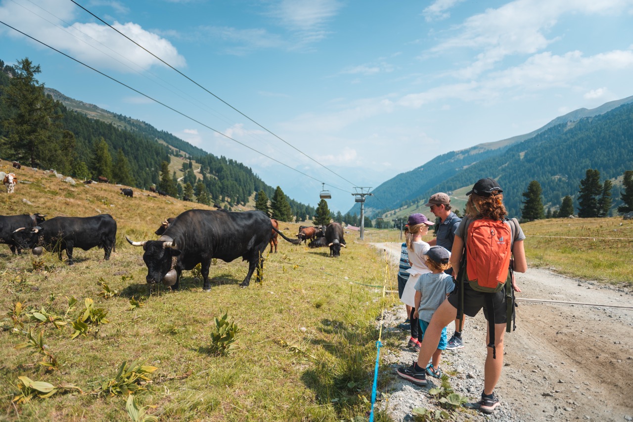 Op de almen van Wallis vertoef je in goed gezelschap. Tijdens een raclette-picknick maak je kennis met de robuuste Eringer koeien of Vaches d'Hérens. Je gids weet alles over deze prachtige dieren, hun geschiedenis en het leven in de bergen. 