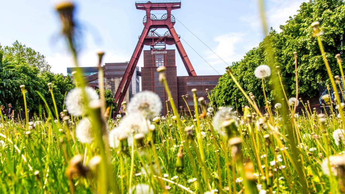 Schachtbok van Zollverein in Essen gezien door een veld met bloemen, Duitsland