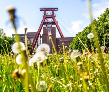 Schachtbok van Zollverein in Essen gezien door een veld met bloemen, Duitsland