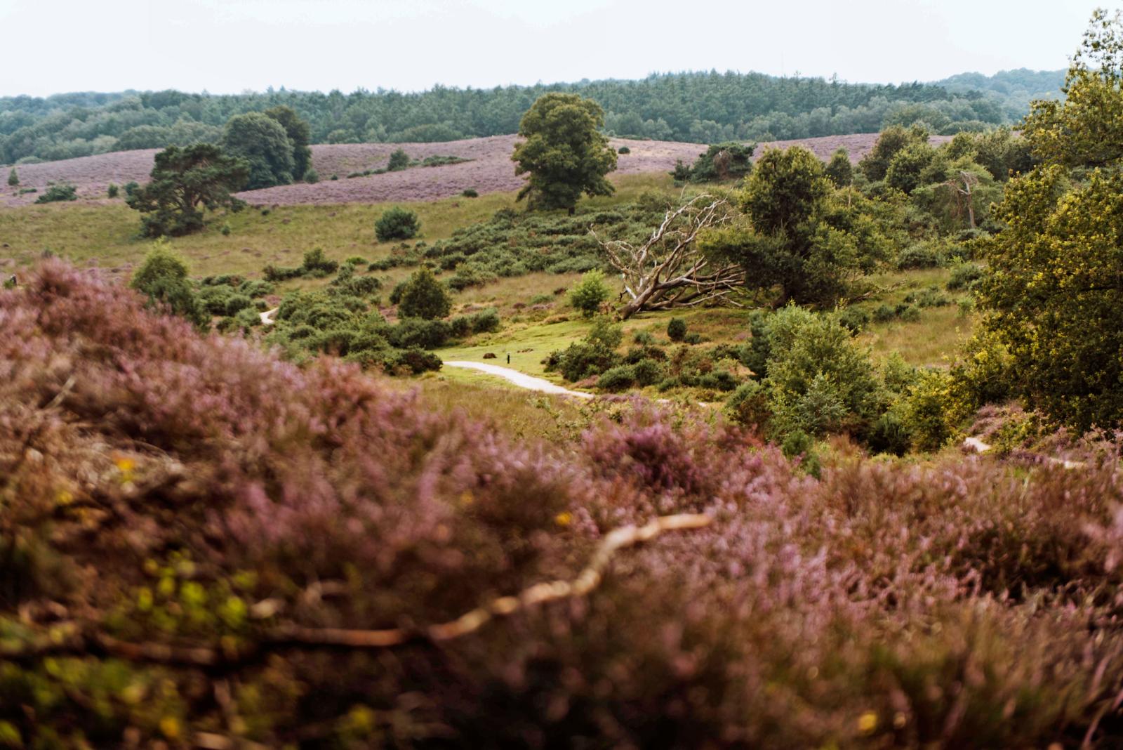 Paarse heide en glooiend landschap bij de Posbank op de Veluwe.