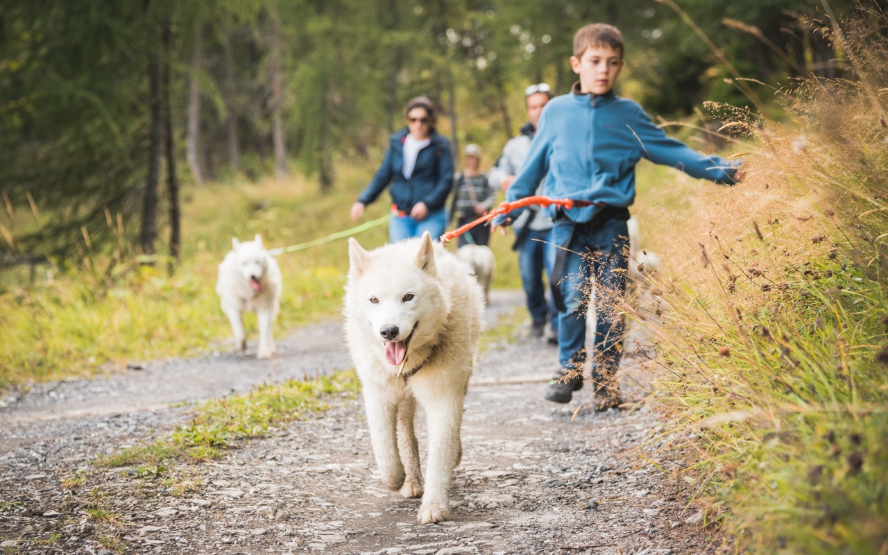 Is het zonder een dik pak sneeuw niet lastig om husky’s voor je karretje te spannen? Nee hoor, de enthousiaste viervoeters van Alpes’Huskies in Morgins zijn ook op warmere dagen best te porren voor een uitje! Weliswaar niet met slee, maar dat maakt een zomerse huskyhike niet minder leuk. 