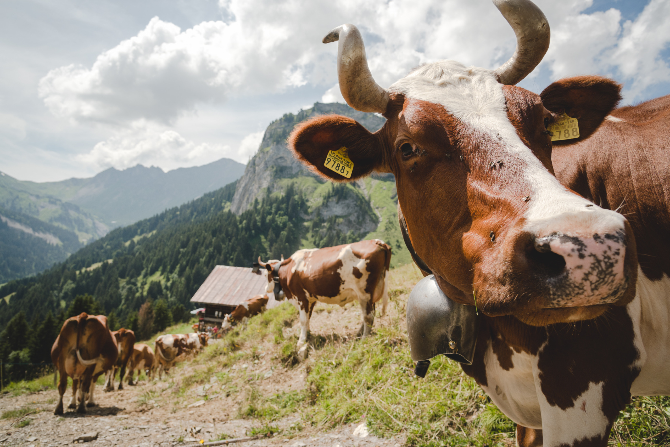 De afgelegen weiden van Dents du Midi in het Zwitserse Wallis zijn een bestemming op zich, een thuis voor bijzondere bergbloemen en fanatieke wandelaars die er gebruik maken van een netwerk aan paden. Maar het leukst is een bezoek aan de boeren en hun grazers. Daar zie je – en proef je! – hoe traditionele Zwitserse raclettekaas wordt gemaakt.