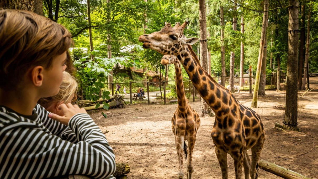 Twee kinderen kijken vanaf een houten omheining naar twee giraffen die bladeren eten van een boom in een bosrijk dierenpark.