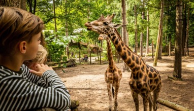 Twee kinderen kijken vanaf een houten omheining naar twee giraffen die bladeren eten van een boom in een bosrijk dierenpark.