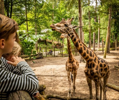 Twee kinderen kijken vanaf een houten omheining naar twee giraffen die bladeren eten van een boom in een bosrijk dierenpark.