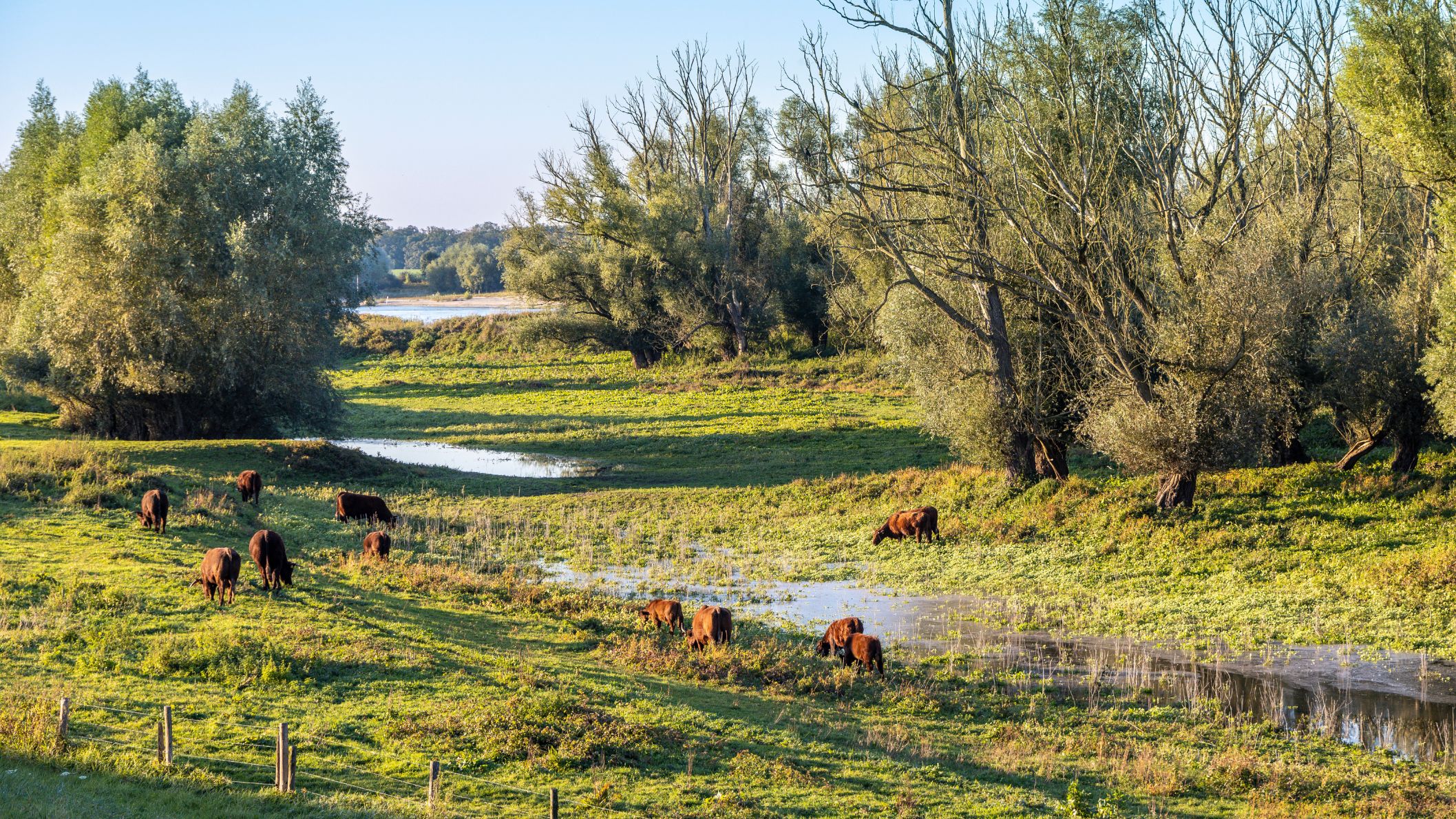 Een groep bruine runderen graast in een drassig natuurgebied met knotwilgen langs de rivier.