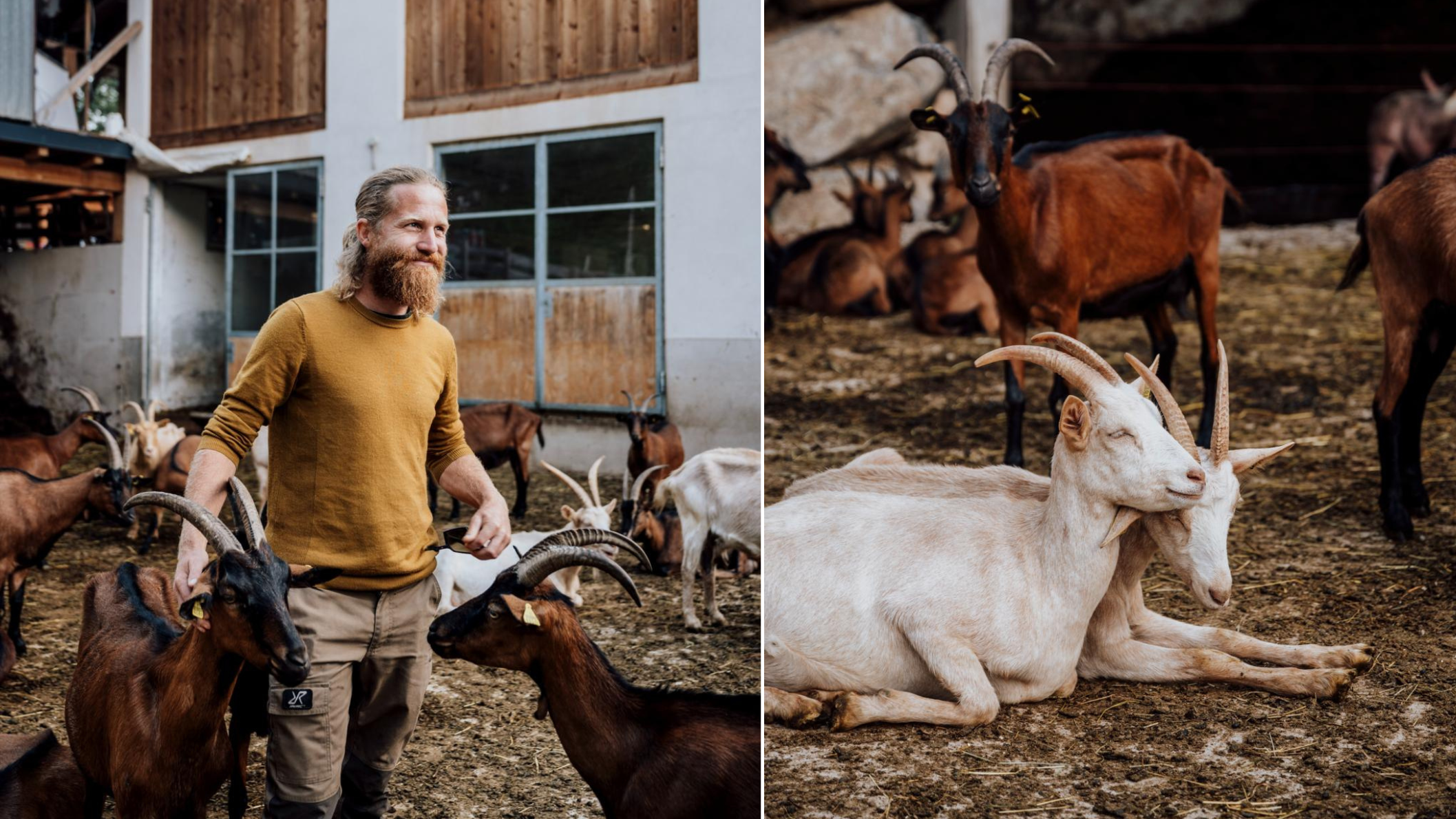 geitenboer tussen kudde geiten op boerderij in Trentino met houten stal