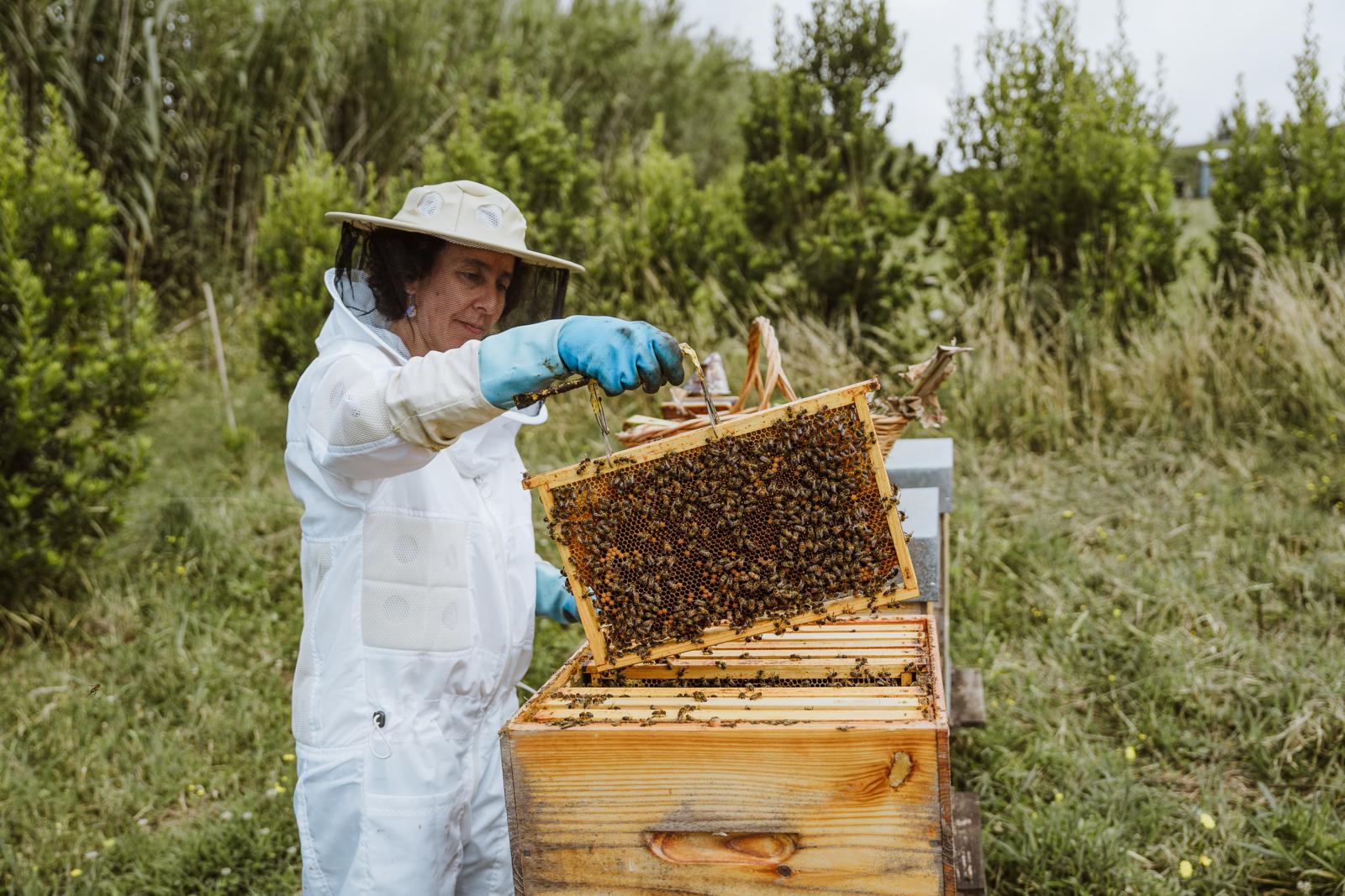 imker controleert honingraat met bijen bij Apiário Margaridas op São Miguel, Azoren
