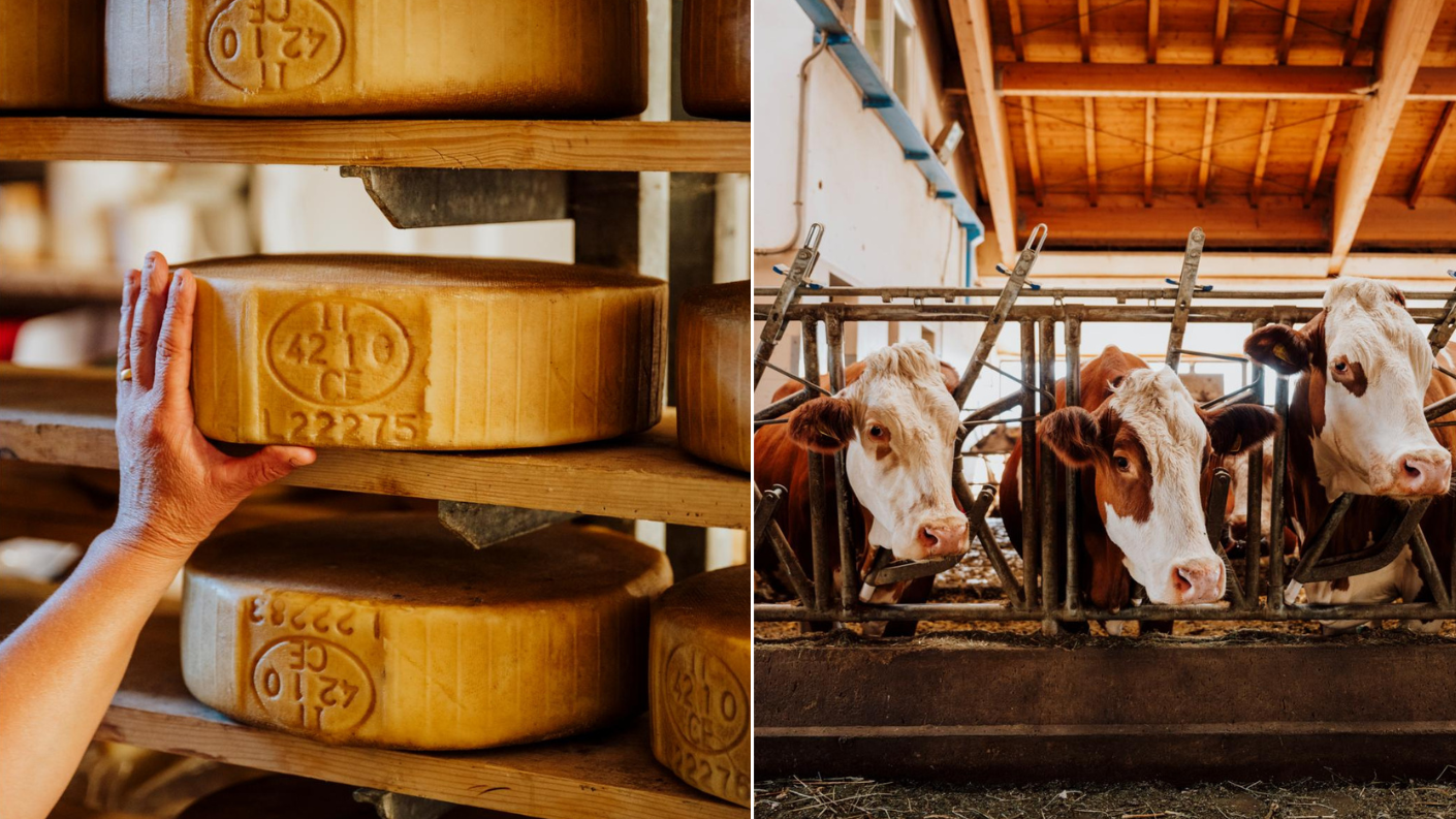 wielen Vezzena-kaas in rijpingskamer en koeien in stal in Trentino
