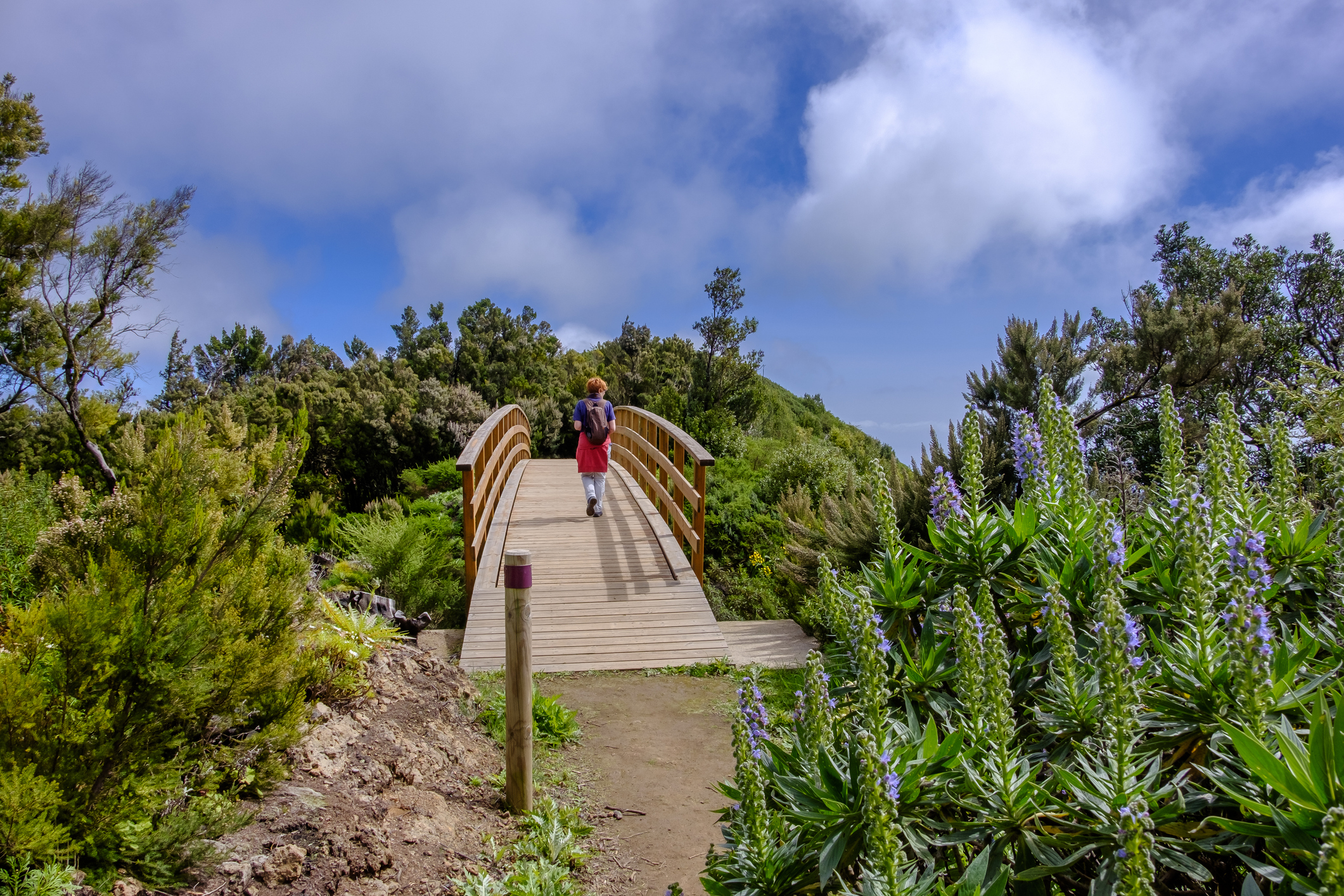 In het Garajonay National Park wandel je door prehistorische laurierbossen die door de passaatwinden constant in een mystieke mist gehuld zijn.