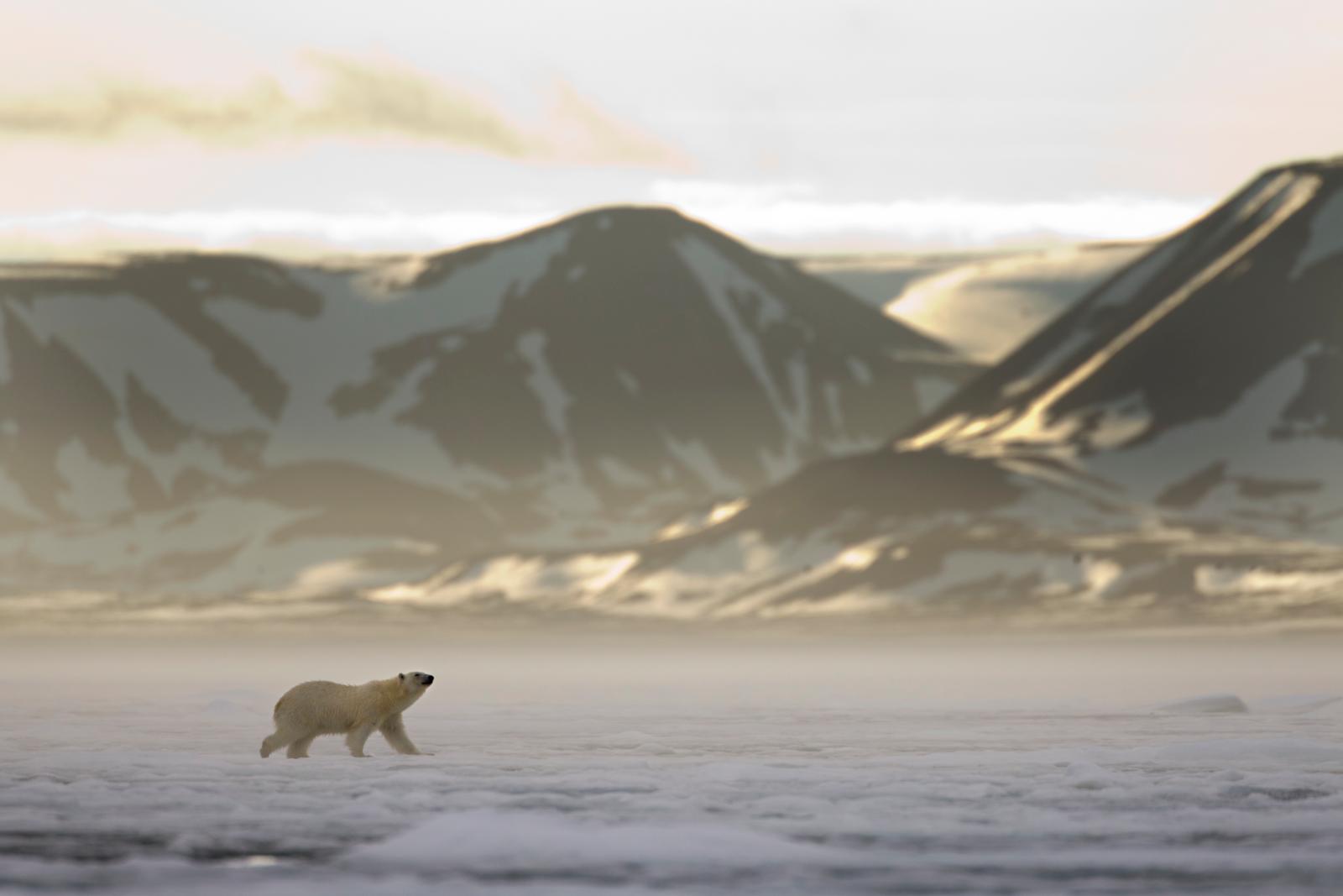 Een eenzame ijsbeer wandelt over een witte ijsschots in het arctische landschap van Spitsbergen onder een grijze lucht.