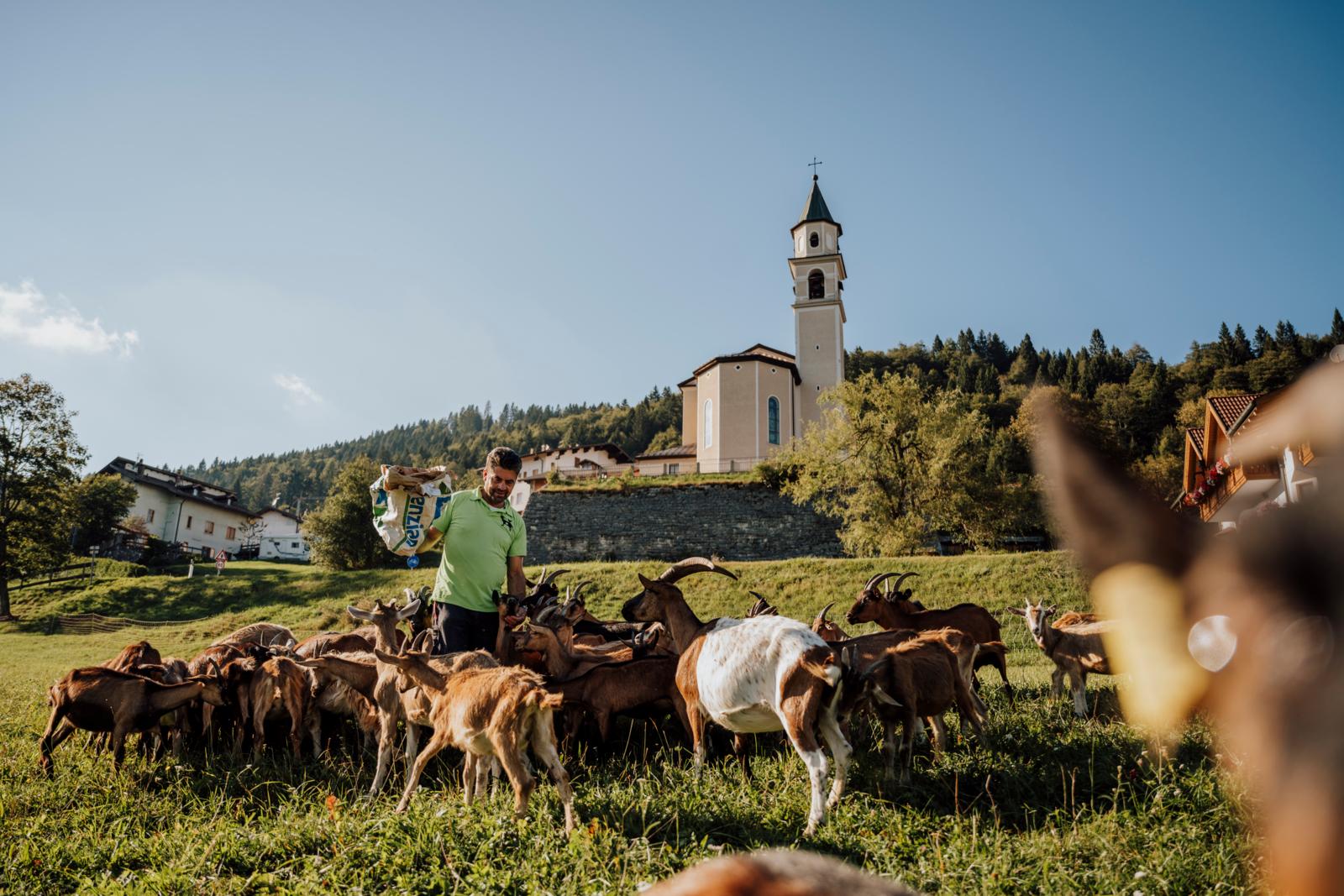 geitenhouder voert kudde geiten in bergdorp bij Maso Guez in Trentino