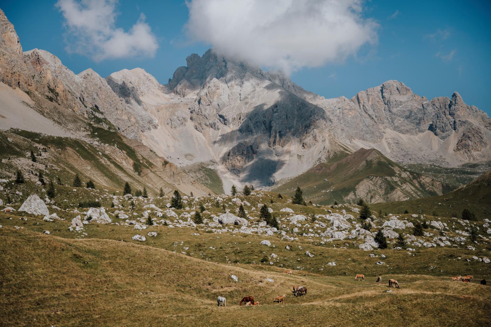 bergweide met grazende paarden en ruige Dolomieten in Trentino