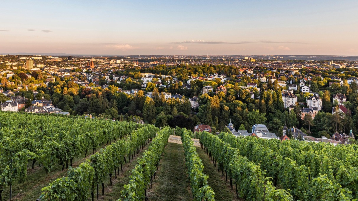 Groene rijen wijnstokken op de Neroberg met een weids uitzicht over de stad Wiesbaden bij zonsondergang.