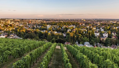 Groene rijen wijnstokken op de Neroberg met een weids uitzicht over de stad Wiesbaden bij zonsondergang.