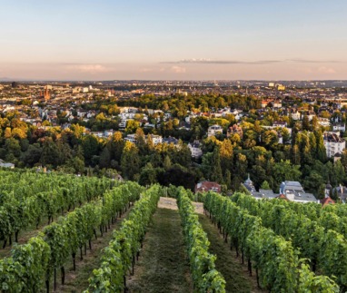Groene rijen wijnstokken op de Neroberg met een weids uitzicht over de stad Wiesbaden bij zonsondergang.