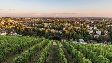 Groene rijen wijnstokken op de Neroberg met een weids uitzicht over de stad Wiesbaden bij zonsondergang.