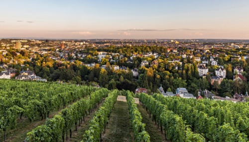 Groene rijen wijnstokken op de Neroberg met een weids uitzicht over de stad Wiesbaden bij zonsondergang.