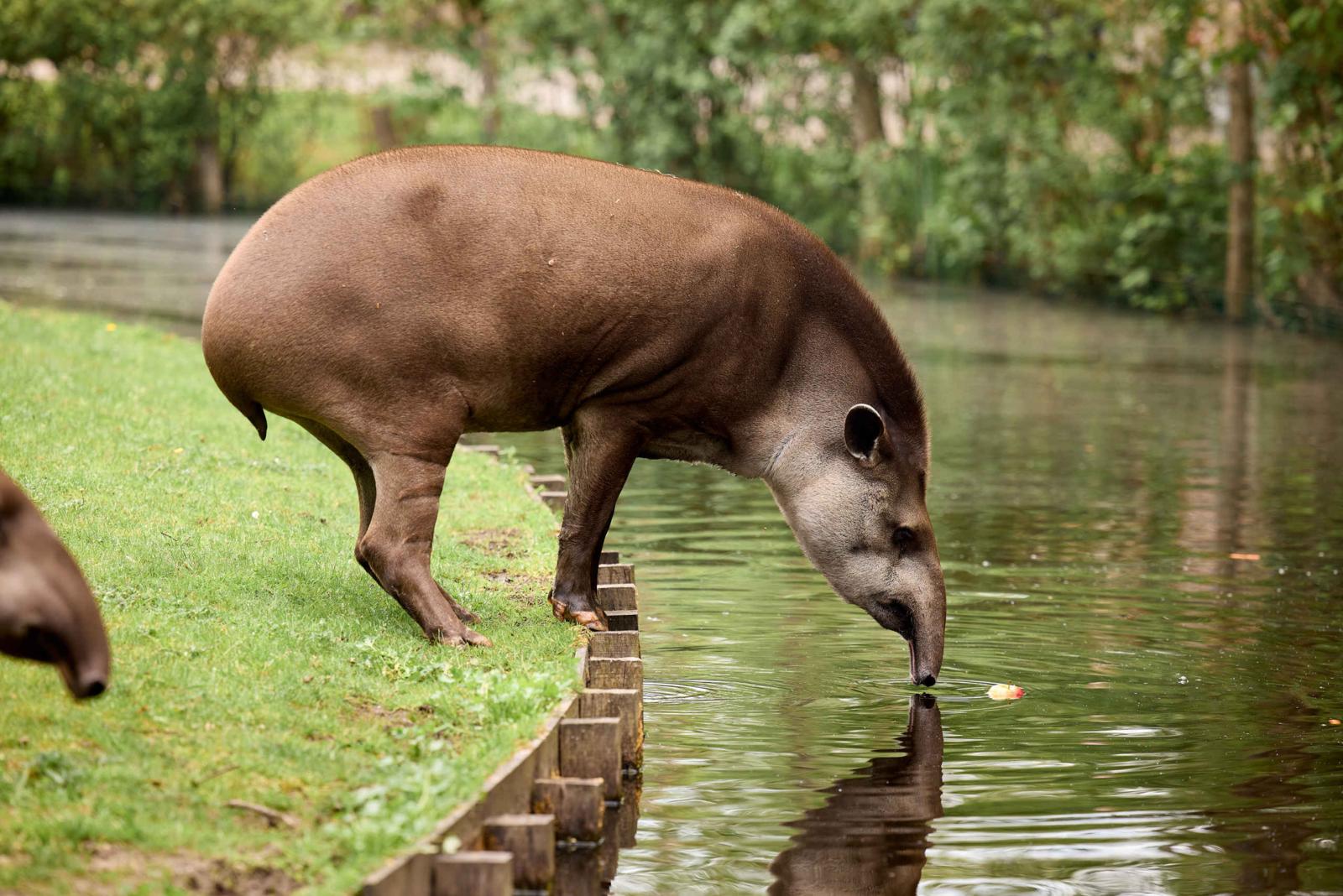Een bruine Zuid-Amerikaanse tapir staat op een grasveld aan de waterkant en buigt zijn snuit naar het wateroppervlak in AquaZoo.
