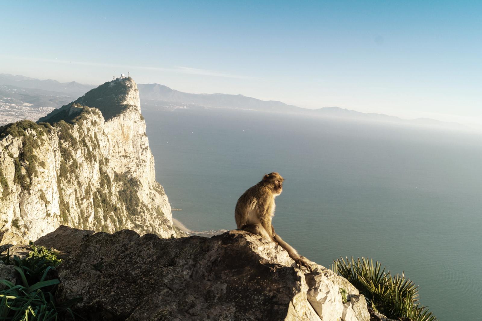 Een berberaap zit op een rotsachtige klif van Gibraltar met op de achtergrond de steile kalkstenen rotswand en de glinsterende Middellandse Zee.