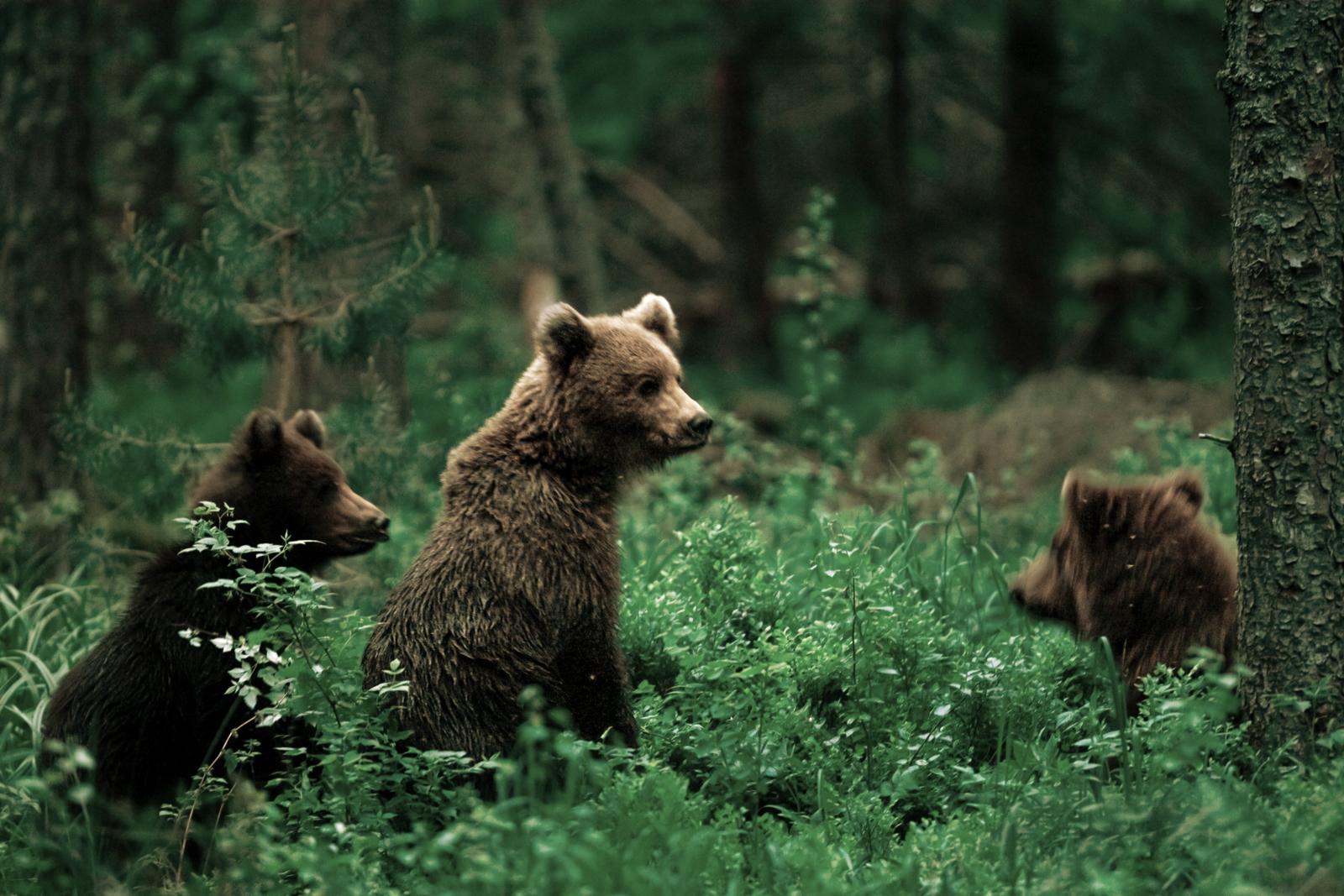 Drie schattige bruine berenwelpen zitten tussen de groene bosbessenstruiken in een sprookjesachtig Ests dennenbos.