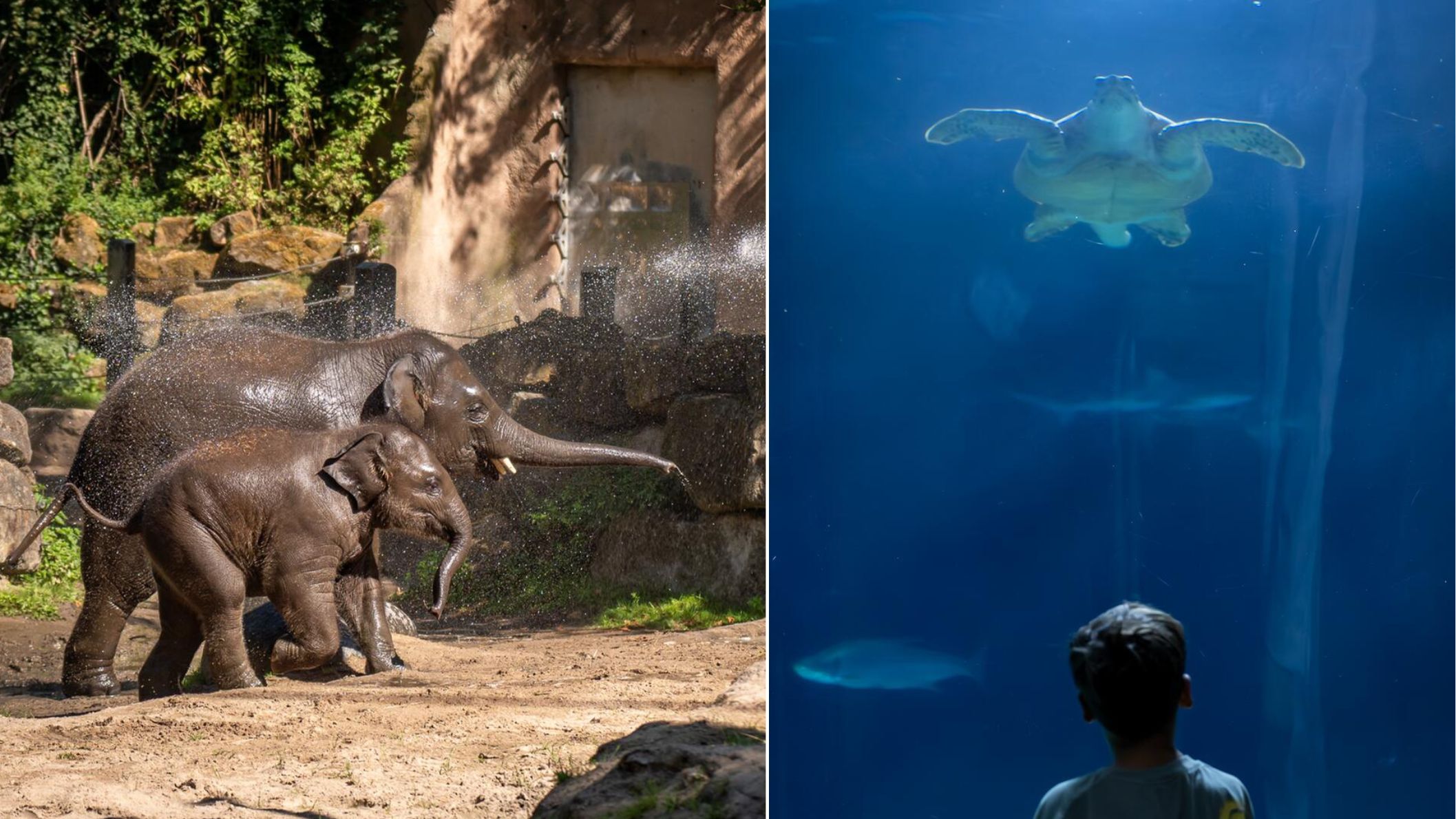 Een collage van twee foto's: links twee Aziatische olifanten die buiten met water spelen, rechts een kind dat in het Oceanium omhoog kijkt naar een grote zeeschildpad die in diepblauw water zwemt.
