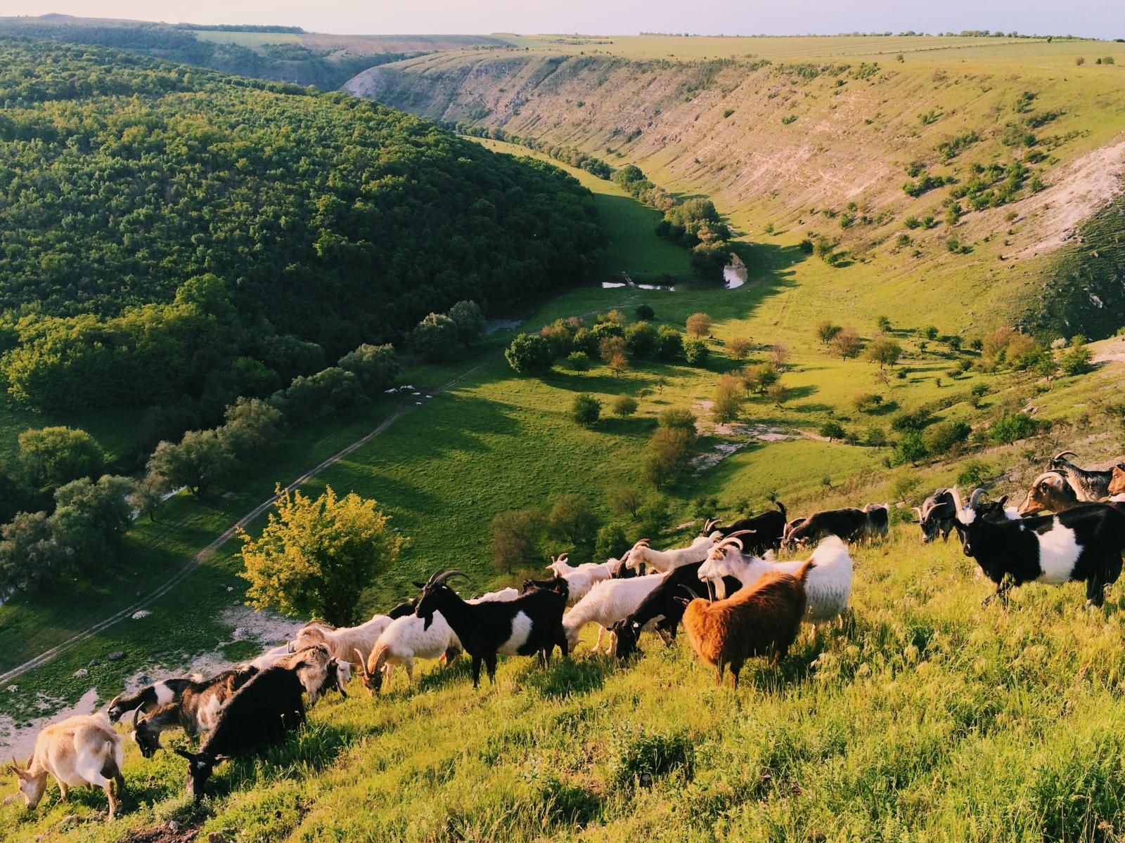 Een kudde bonte geiten graast op een zonnige heuvelrug met uitzicht over een diepe, groene rivierdelta en beboste heuvels in Moldavië.