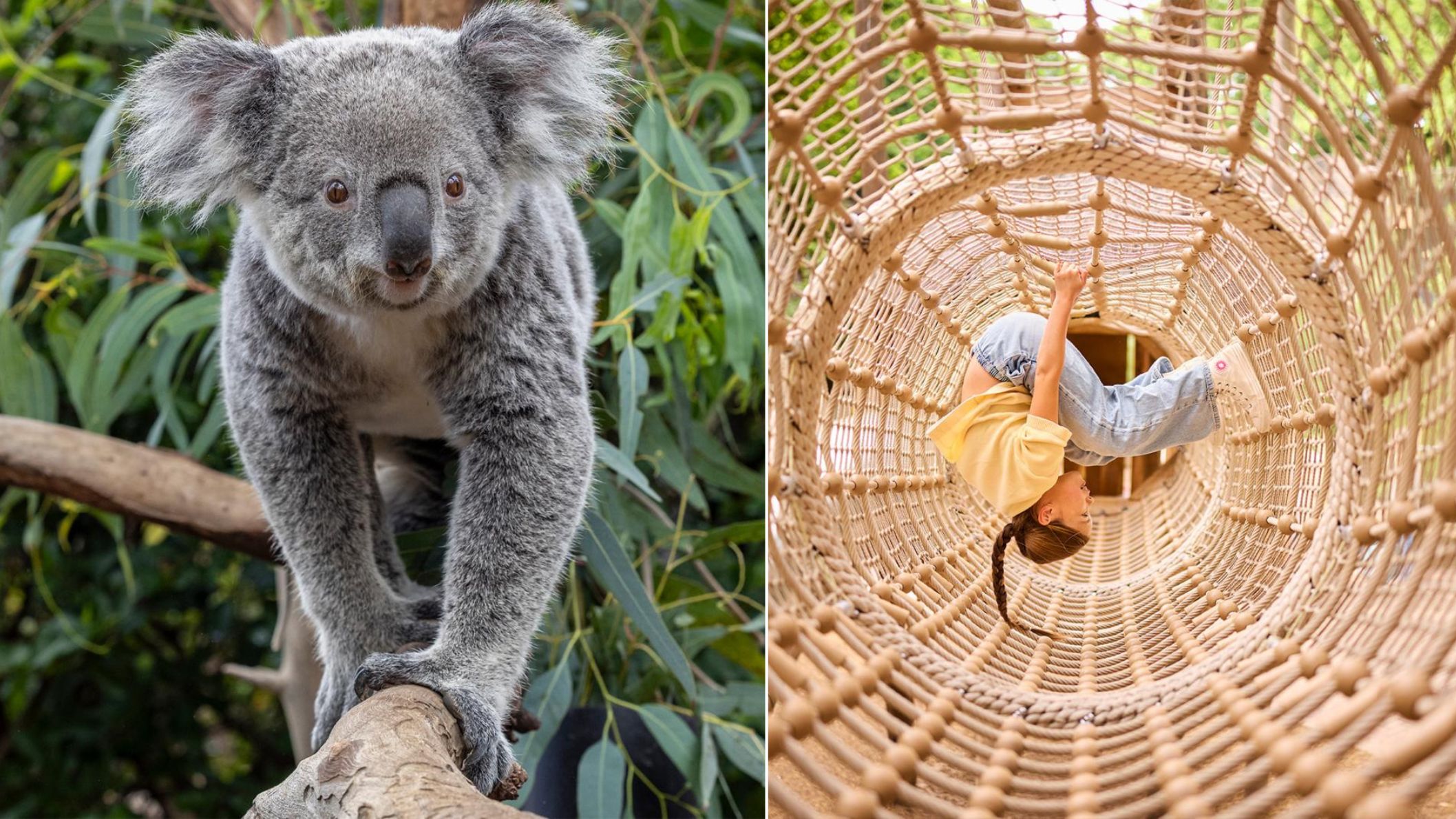 Een collage van twee foto's: links een close-up van een grijze koala op een tak tussen eucalyptusbladeren, rechts een kind dat ondersteboven hangt in een touwtunnel van de overdekte speelruimte.