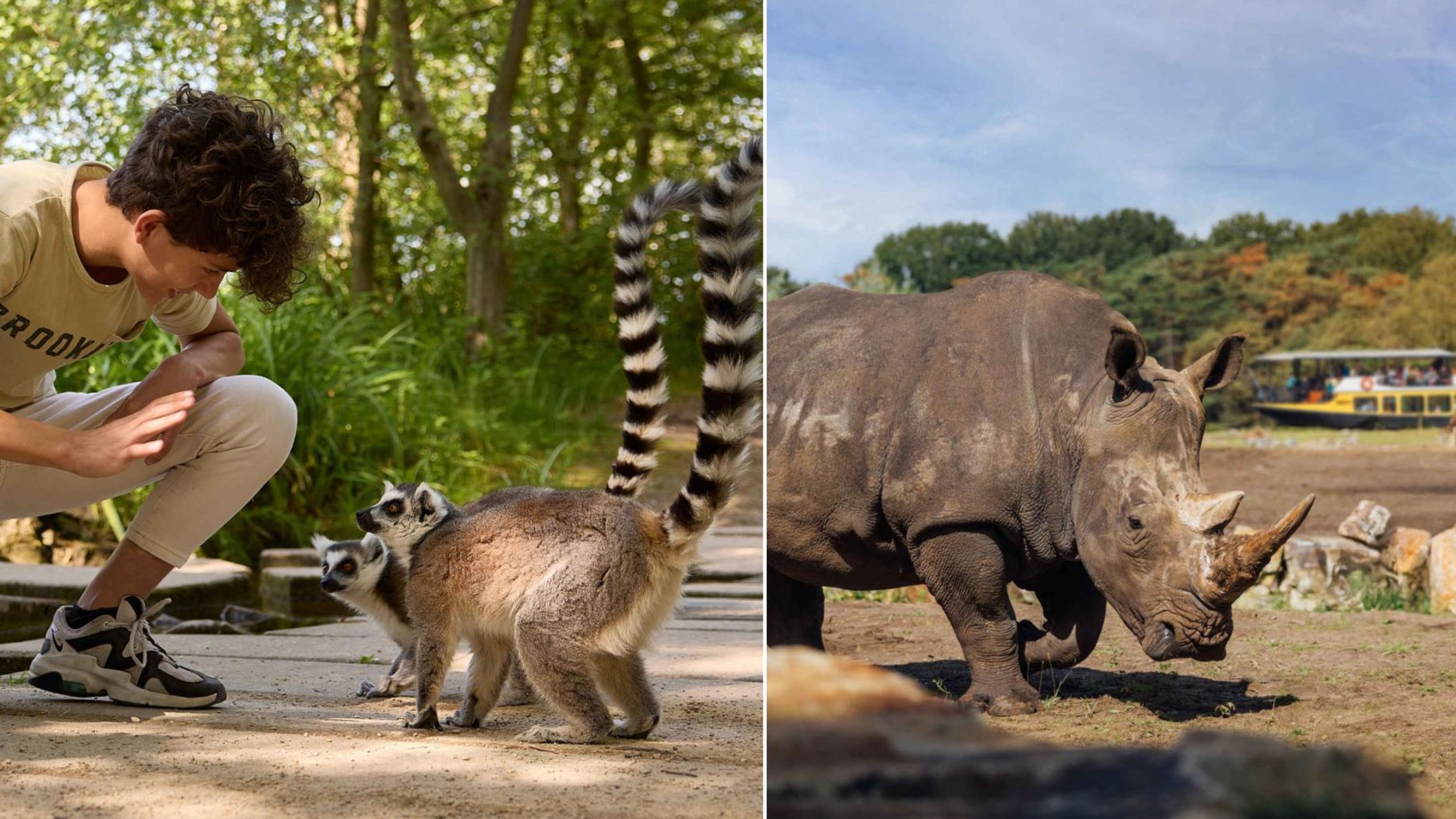 Een collage van twee foto's in Safaripark Beekse Bergen: links een jongen die hurkt bij twee nieuwsgierige ringstaartmaki's, rechts een grote neushoorn met op de achtergrond een safariboot op het water.