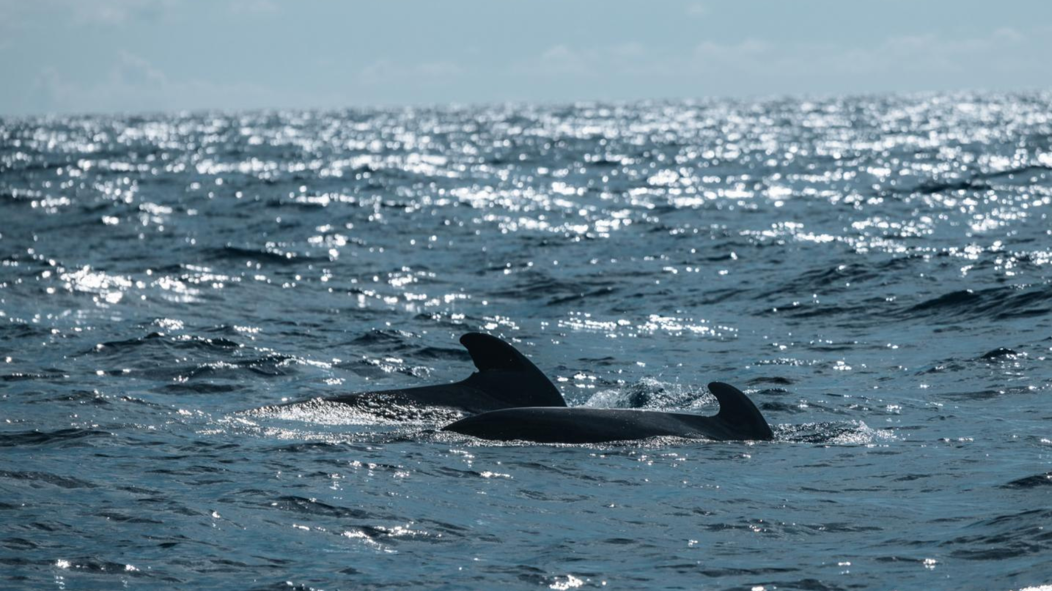 twee dolfijnen aan het wateroppervlak in de Atlantische Oceaan bij Pico en Faial