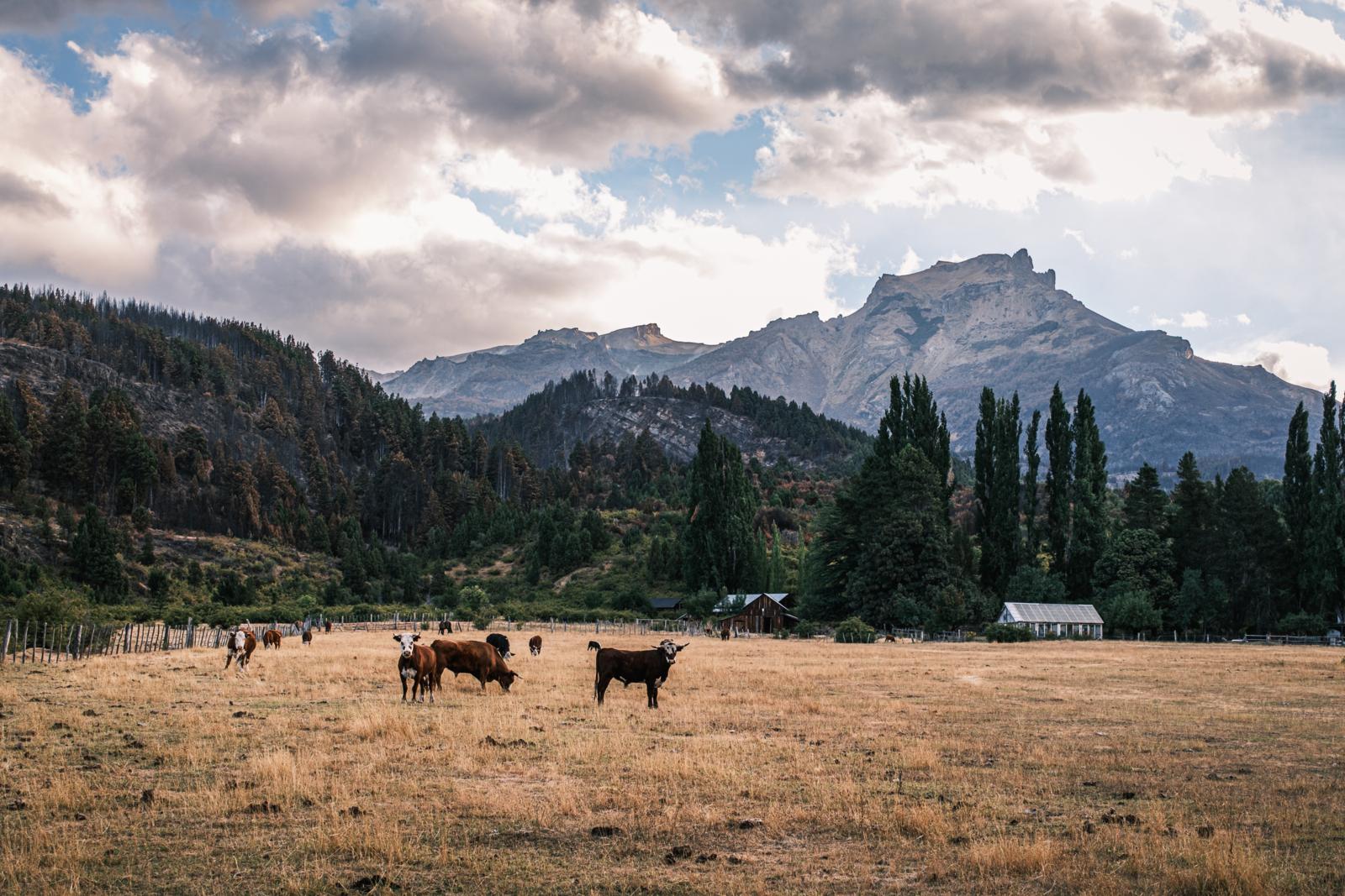 koeien grazen in het landschap rond Cholila met bergen van Patagonië op de achtergrond